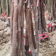 차량단감나무 묘목 판매 (청아원예조경), 단감 특묘