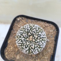 [메카다육]79-0417 선인장 슈퍼투구(국내실생) 화분포함 다육식물