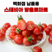 초고당도 스테비아 토마토 완숙 토망고 방울 단마토 설탕토마토 망고토마토 샤인마토, 01 스테비아 방울토마토 500g, 1개