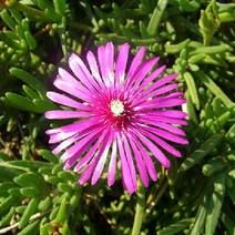 모종 [사철채송화] 적색 (포트묘) 10개 W0549