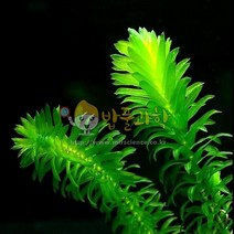 (ART)검정말/lIVING/광합성교과실험재료