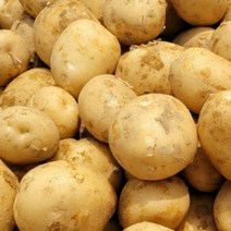햇 감자 수미 20kg 10kg 5kg 못난이 정품, 5kg 못난이(왕/특)