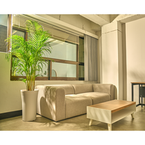 (천호농원) 공기정화식물 화분 나무 중대형 선물 승진 개업 축하 집들이 오픈 사무실, 스투키, 기타지역