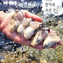 통영 서민갑부 평화수산 통영 최상급 생굴 3kg 통영 굴 수협중매인이 직접 판매하는 통영 굴