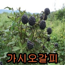 가시오갈피2년생5그루.묘목.나무묘목.유실수.꽃나무.과실수.자두 가시오갈피