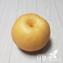 [나무인] 배나무 결실주 분뜨기 R4~5