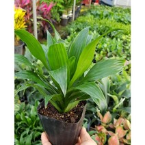 행복한꽃순이//콤팩타(10cm분), 10개