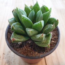 인플랜츠팜 옵투샤 다육식물 공기정화식물반려식물 플랜테리어