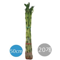 트리앤 1+1 개운죽50cm (20ea) 수경식물 공기정화 습도조절