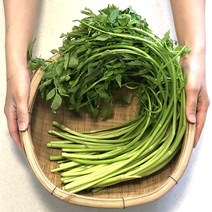 향긋한 세척 돌미나리, 4kg, 1개