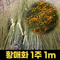 블루베리묘목 4년생 듀크 블루베리나무 1주 과실수묘목 포트묘 결실주, 1개