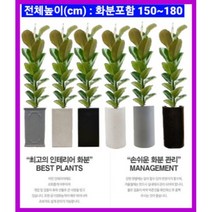 없음 [반값화분] MAIN-대형인도고무나무140 직접배송 축하화분 개업화분 거실화분 카페화분 인테리어화분 아레카야자극락조 알로카시아 파키라 고무나무, 클래식화이트