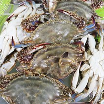 [당일조업] 연평도 생물 숫꽃게 23년 가을 첫 조업 시작, 1개, 2kg (8~12미)