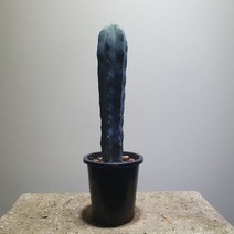 [나인에잇틴]용신목 실속형 72, 1개