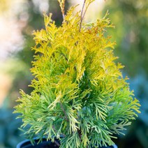 침엽수 서양측백나무 묘목 / 써니 스마라그 / 인기최고 정원수 / 6치 포트묘 NT21-0, 1개