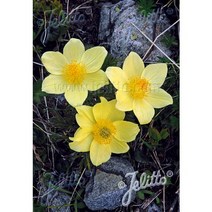 야생화피어나라플라워 노랑 바람할미꽃 씨앗 (1Set 20립)