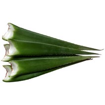 유기농 거제 알로에 베라 생잎 5Kg, 1개