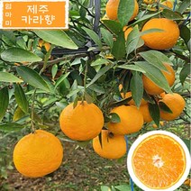 엄마미 제주카라향 3kg 5kg 10kg, 정품 10kg, 1개
