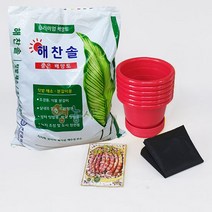 강낭콩키우기 재배세트 6인세트 레드