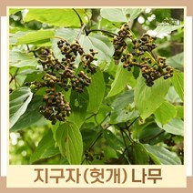 지구자나무 묘목 헛개 실생2년생 뿌리 특묘 5개