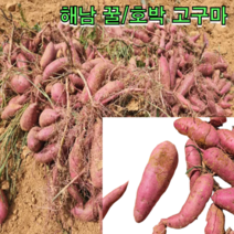 22년 수확 해남 수확 꿀 호박 고구마 세척 비세척 3kg 5kg 10kg 고구마 말랭이 밤 고구마 꿀 고구마 호박 고구마, 세척 꿀고구마 3kg한입