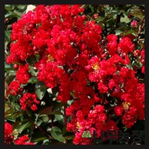 (나무농장) 백일홍나무(배롱) 다이너마이트 R4 내외 개화주 분