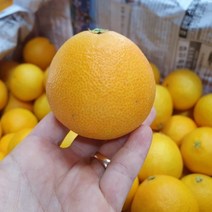 제주 고당도 황금향 귤 선물 가정용 2kg 3kg 5kg, 3kg(5~15개)