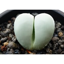 [금영 대품] 에메랄드빛/메셈/랜덤/ 특이한식물 선물525 다육식물/다육금/다육이/코노피튬/선인장/아프리카식물/인테리어식물/플랜테리어/반려식물/집들이/개업선물 공기정화식물 에이플랜