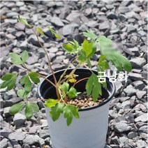 야생화/초화 금낭화 갈색플라스틱 모종 3개