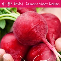 래디시키우기 빨간무 적환무 Crimson Giant Radish 학습자료 자이언트 래디시 교육 체험용