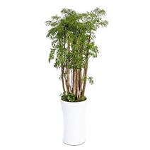 플라워리퍼블릭 폴리셔스3 sy1 거실화분 개업 개업식 집들이 선물 인