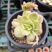 다육세상 다육이 라즈아가금