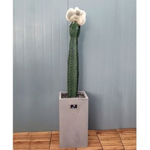 흰내 고급플랜테리어 대형 귀면각 밍크선인장 산세베리아 다육식물 서울 경기지역만 배송가능, 1개