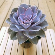 라일락 키우기 예쁜다육 목대 중품120 랜덤발송