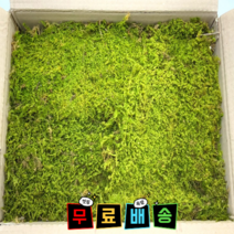 (대용량) 털깃털이끼 코케다마이끼 공기정화식물 천연 자연산 생이끼 코케다마 / 테라리움 / 비바리움 / 석부작 사용 이끼식물, 한박스(42 x 32 x 17), 1개