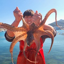 [산지직송] 통영 활 돌문어 산지직송 자연산 활 문어 1kg / 1.5kg, 01_활 돌문어 1KG [2~4미], 1개