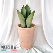 플라워석 산세베리아 문샤인 30cm 고급이태리토분 공기정화 키우기쉬운식물 인테리어화분, 1개