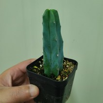 꼬마 용심목, 1개