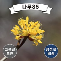 (나무85) 산수유나무 R3 R4 개화주, 1. 산수유 R3 개화주