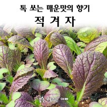 [모종심는아빠] 톡쏘는 매운맛과 향기 적겨자, 36개