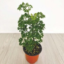 폴리셔스 폴리시아스 키우기쉬운 실내공기정화식물, 1개