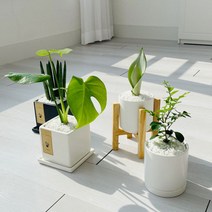 cocooning 키우기 쉬운 실내 초보자 공기 정화 청정 식물, 원형화이트, 떡갈고무나무