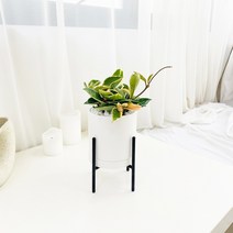앙플랜트 철제스탠드 화분 공기정화식물 set, 호야 소품/플라스틱 기본 포트