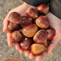 2023 공주밤 정안 햇밤 알밤 옥광밤 대보밤 칼집밤 조생밤 왕밤 밤, 옥광밤 4kg 대
