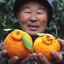 직팜 한라봉 3kg 5kg, 5kg 특대과(13개내외)