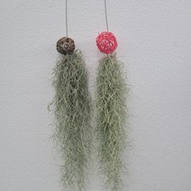 무배특가 1+1 칼라볼 수염틸란드시아 수염 40~60cm 49