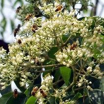 쉬나무/실생2년뿌리묘(10주묶음)묘목/c0182, 1개