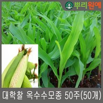 대학찰 옥수수모종 씨앗 50주(50개) 뿌리원예/백찰