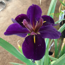 [나은식물원]37.[제펜아이리스] 딜렉 게임콕