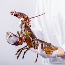 [직수입] 캐나다 활 랍스터 바닷가재 대왕 (600g/700g/1kg/1.5kg/2kg), 스몰점보 1.5kg 내외